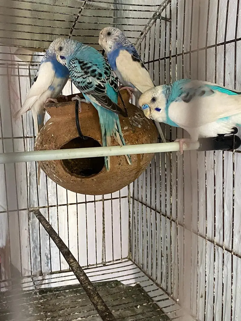 Australian parrot 03171482760 — photo 4