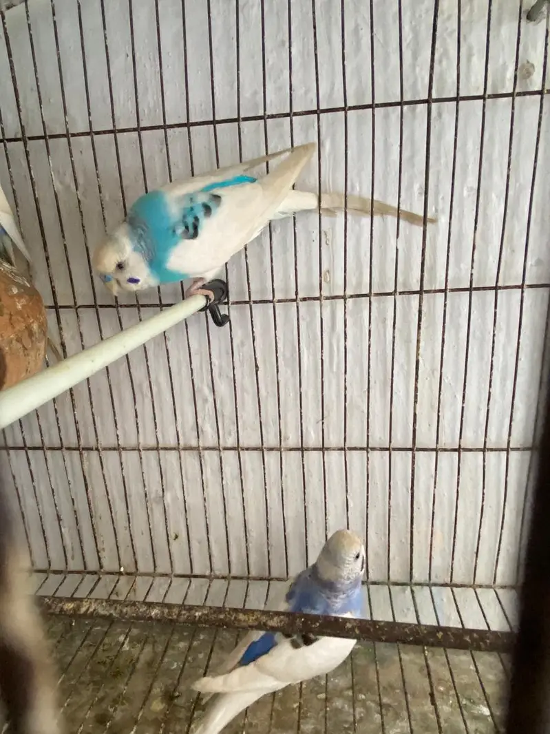 Australian parrot 03171482760 — photo 5