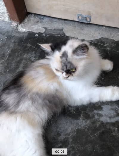 Persian Cat