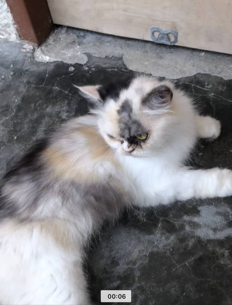 Persian Cat 0