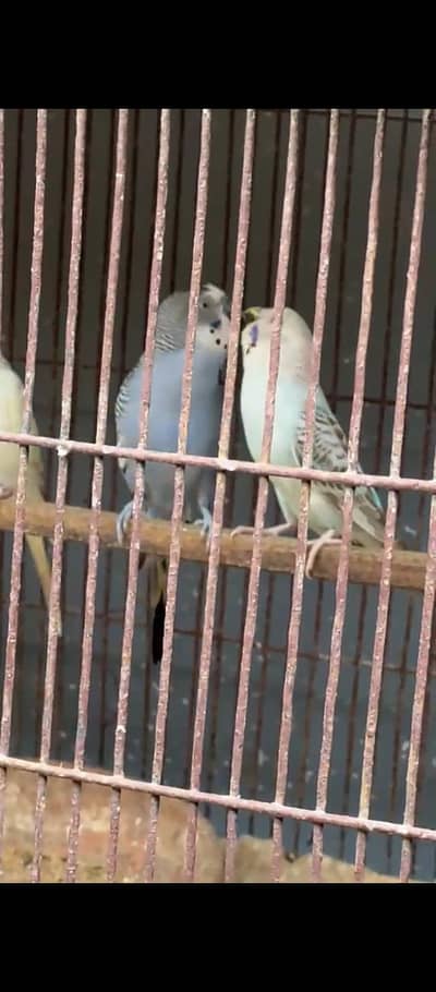 4 bonded ready to breed pair in good colours