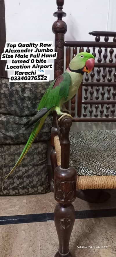 Top Quality Raw Alexander kashmiri Pahari male 0 bite hand tamed