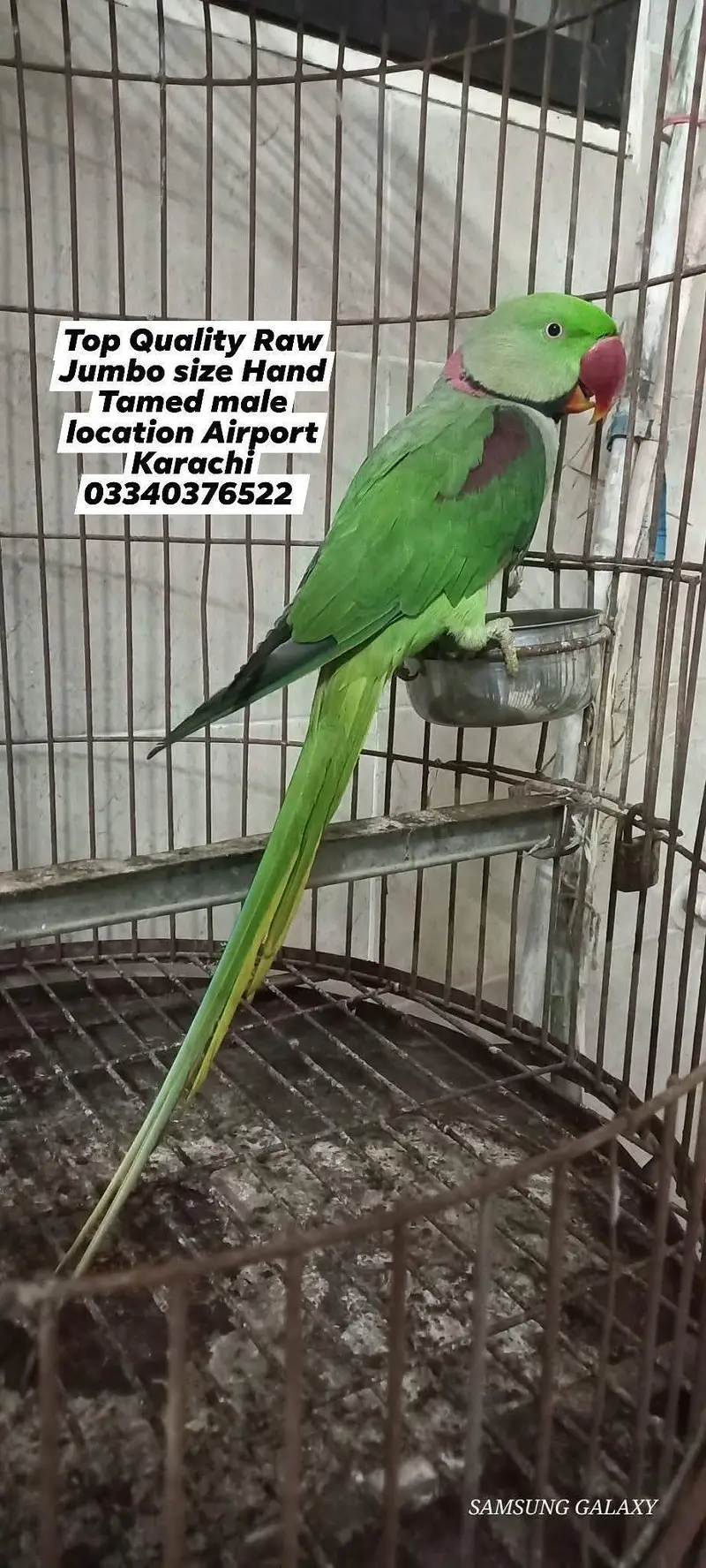 Top Quality Raw Alexander kashmiri Pahari male 0 bite hand tamed — photo 2