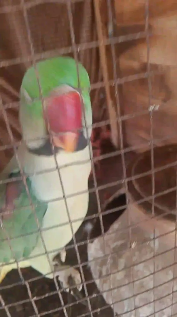 parrot mail for sale my connect number WhatsApp03447870160 — photo 4