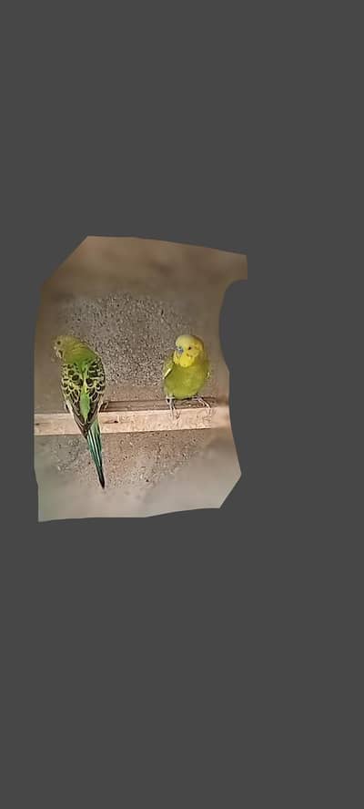 2 breeder pair