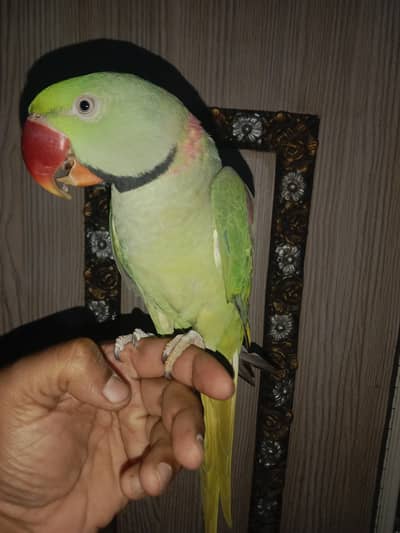 Pahari parrot sale full talking handtame