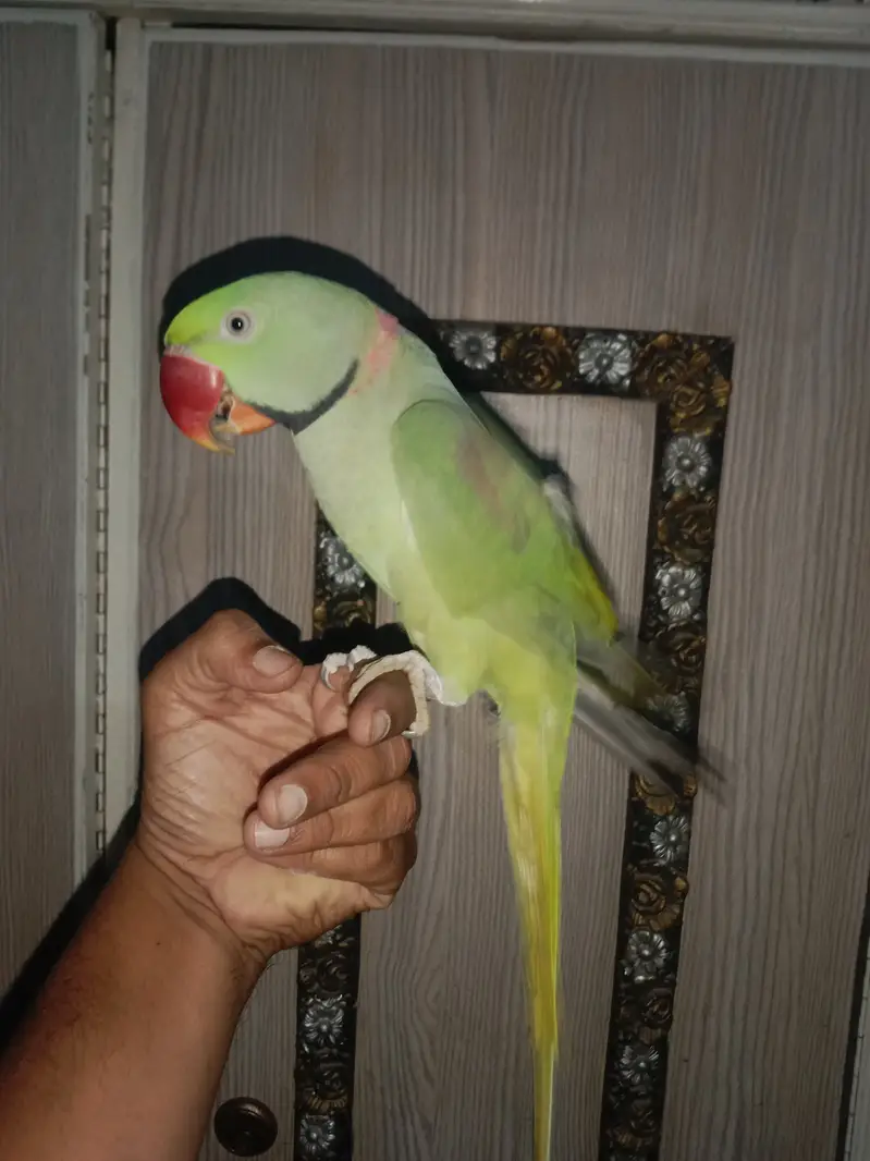 Pahari parrot sale full talking handtame — photo 2