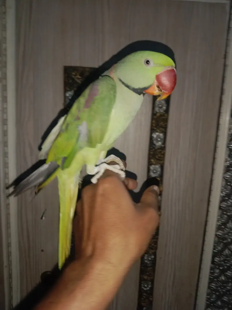 Pahari parrot sale full talking handtame — photo 3