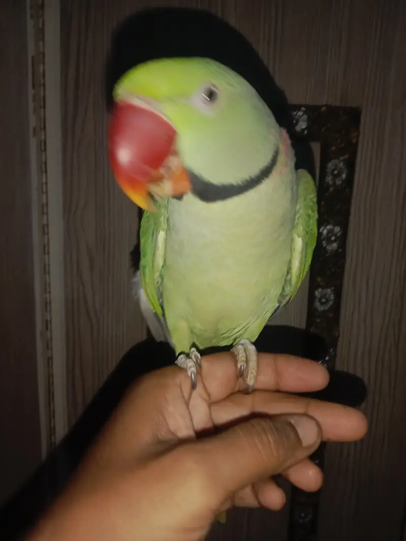 Pahari parrot sale full talking handtame — photo 4