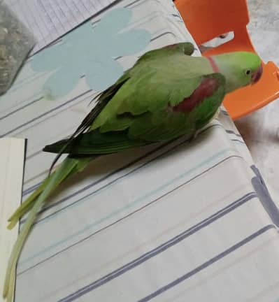 Kashmiri Raw Parrots