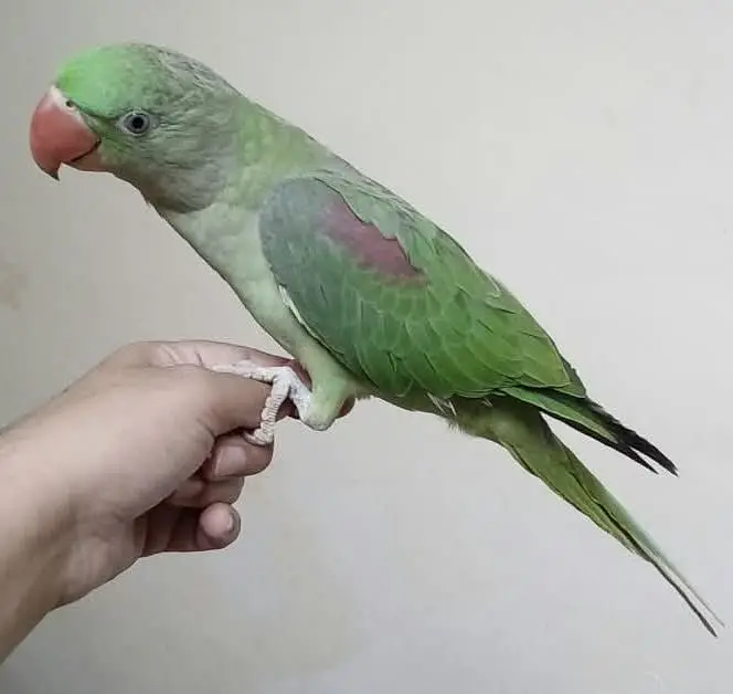 Kashmiri Raw Parrots — photo 2