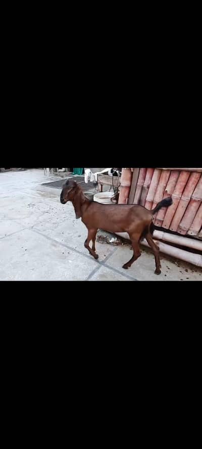 Beetal and Nagri path for sale
