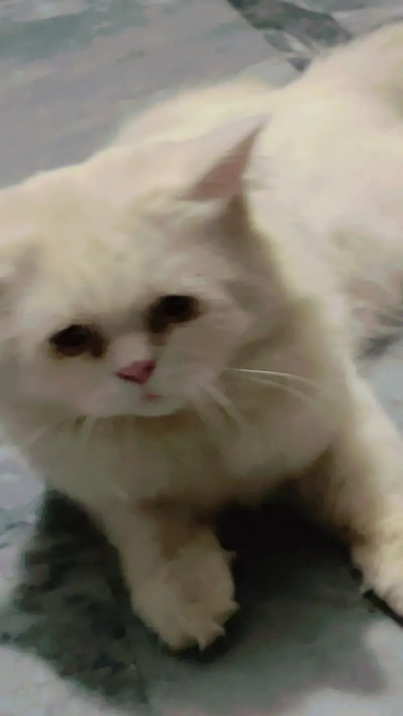 Persian Female Cat – 4 Months | Triple Coat | Washroom Trained — photo 2