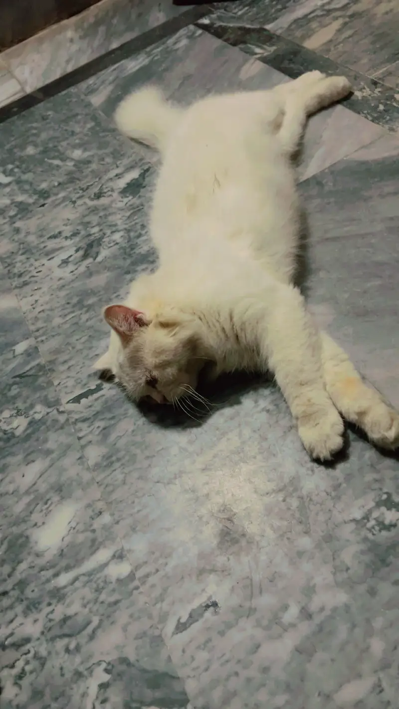 Persian Female Cat – 4 Months | Triple Coat | Washroom Trained — photo 3
