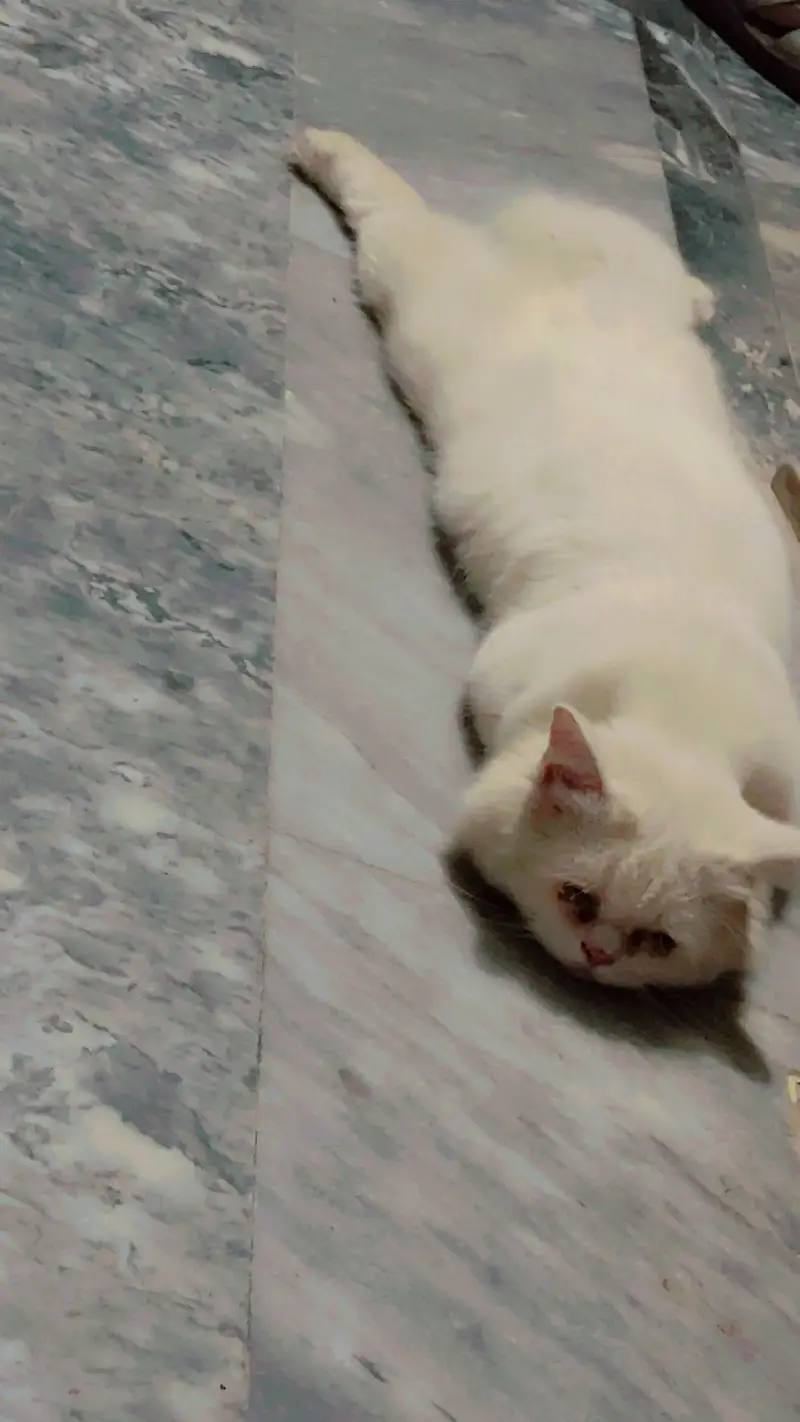 Persian Female Cat – 4 Months | Triple Coat | Washroom Trained — photo 4