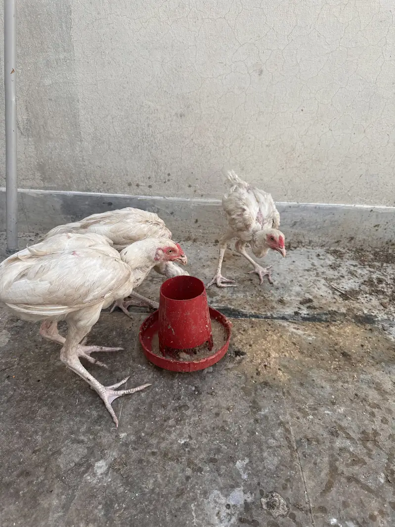 Aseel Murgi and murga — photo 2