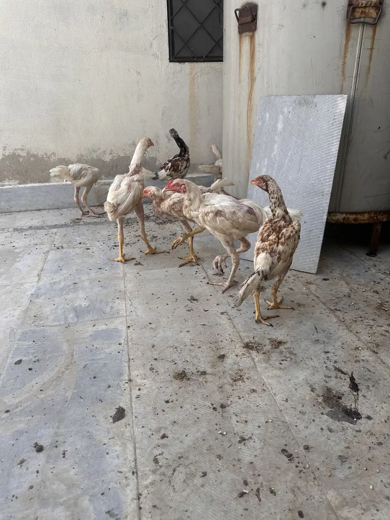 Aseel Murgi and murga — photo 4