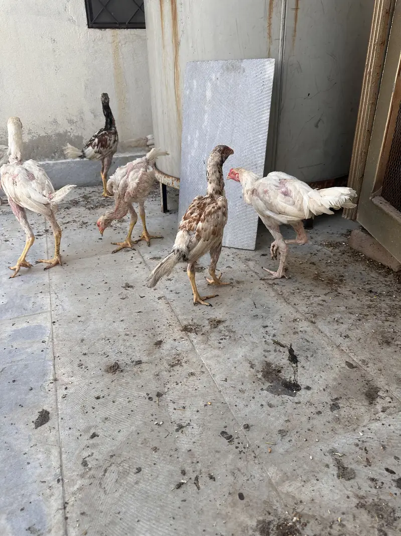 Aseel Murgi and murga — photo 6