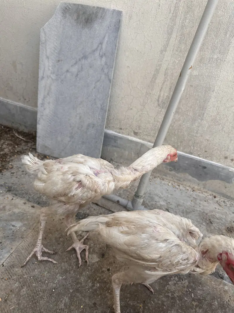 Aseel Murgi and murga — photo 7