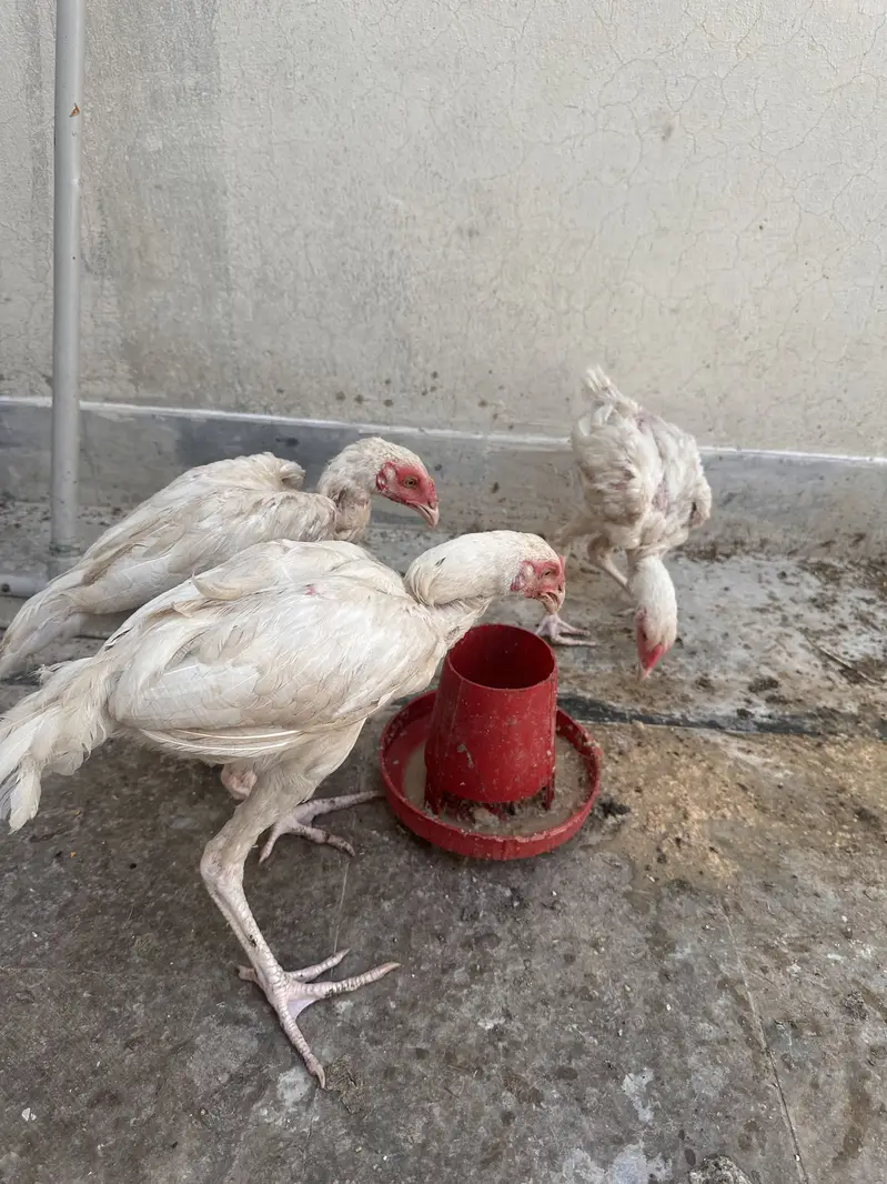 Aseel Murgi and murga — photo 8