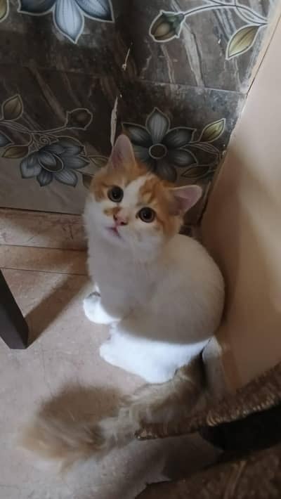persion long coated Male kitten