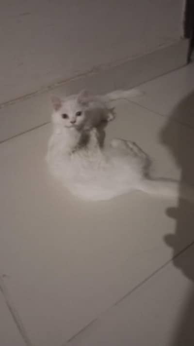 cat for sale