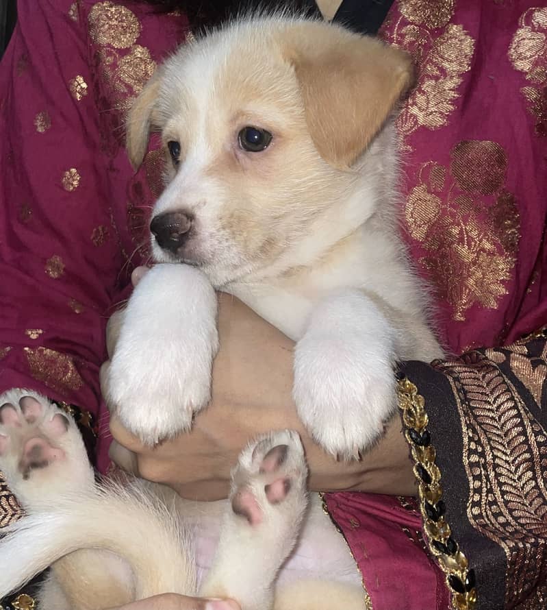 Puppies 1