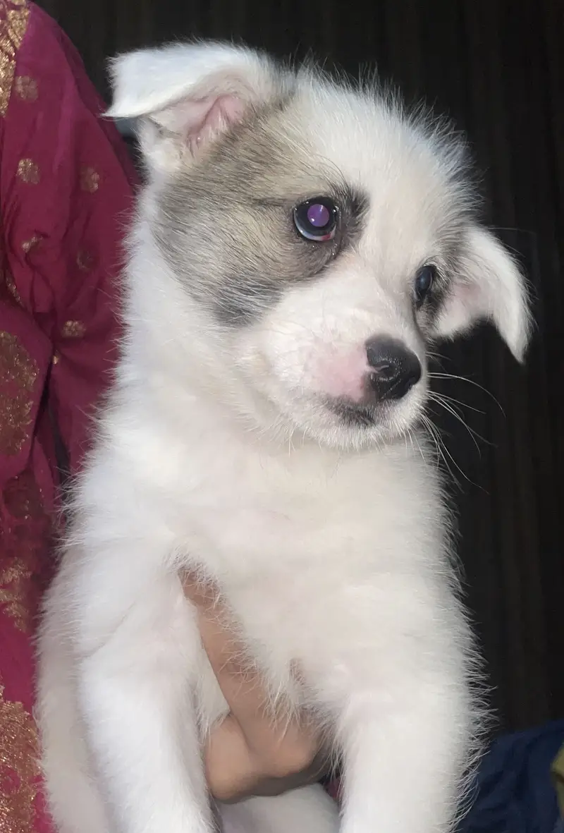 Puppies — photo 3
