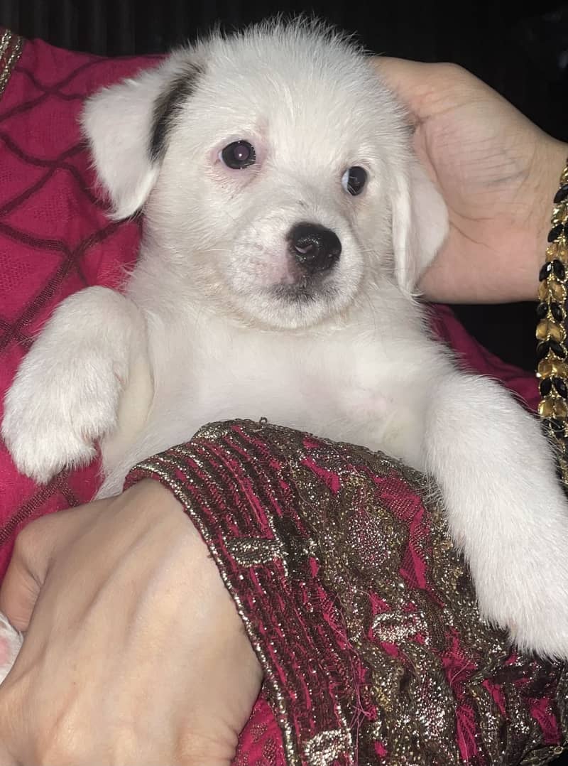 Puppies 3