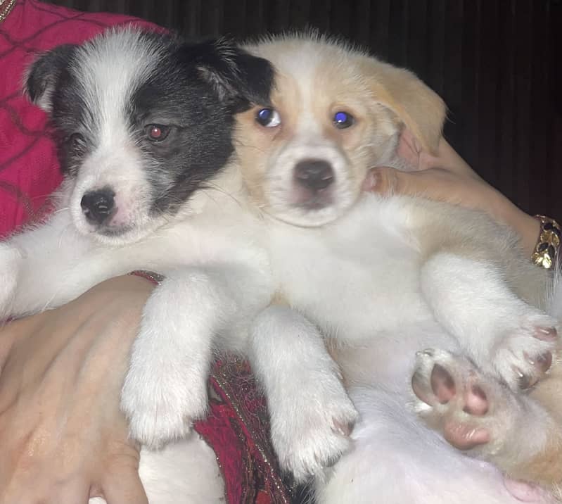 Puppies 4