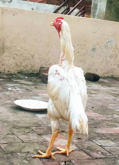 aseel murga/patha/ male( ph#03238410326)