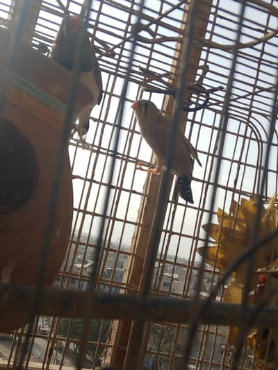 Finches pair