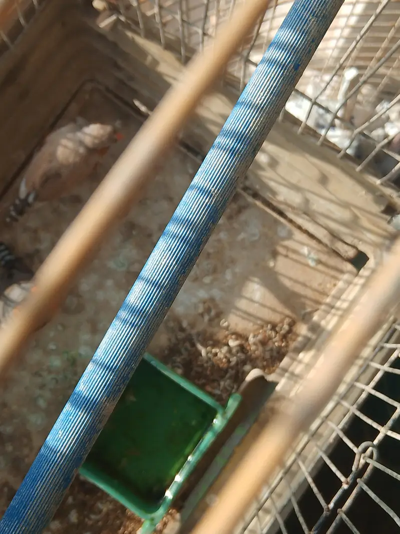 Finches pair — photo 3