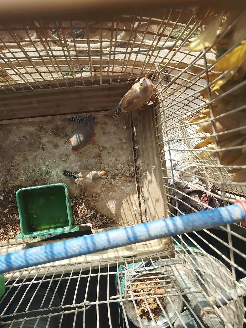Finches pair — photo 4