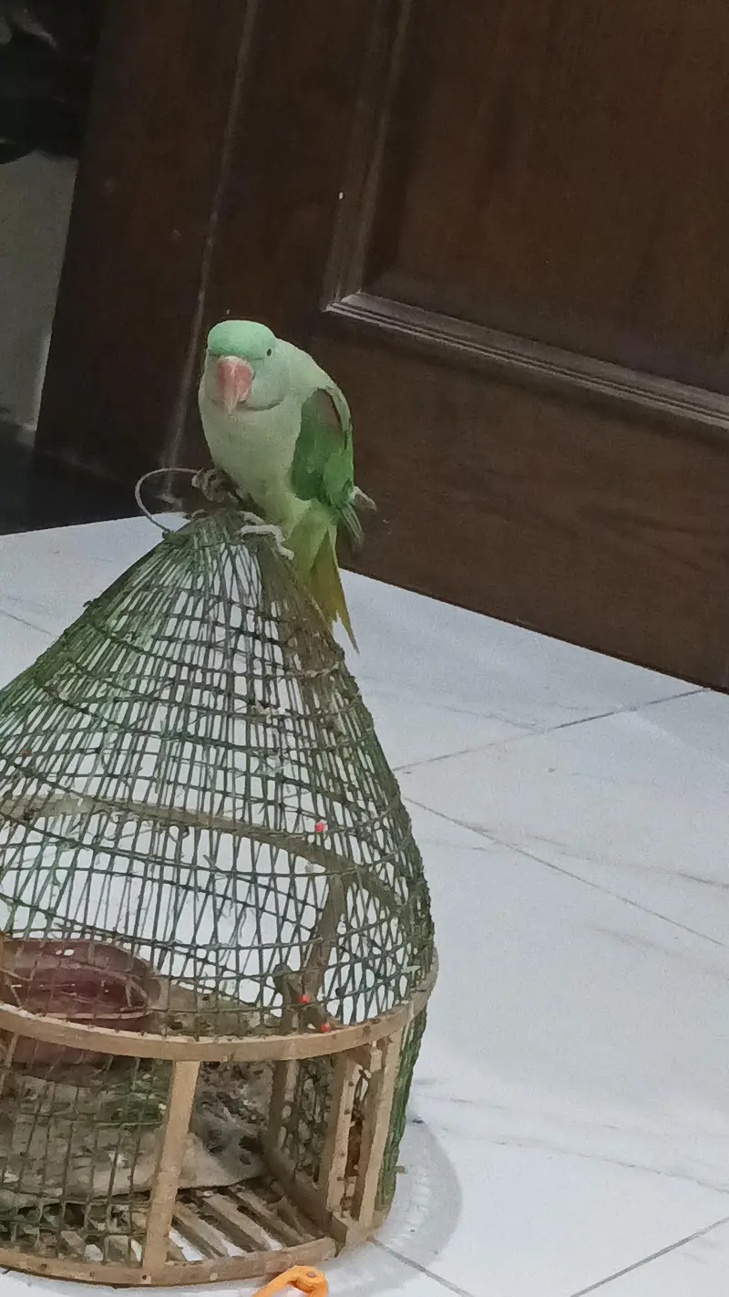 Raw parrot female fully hand tame 0 bite — photo 2