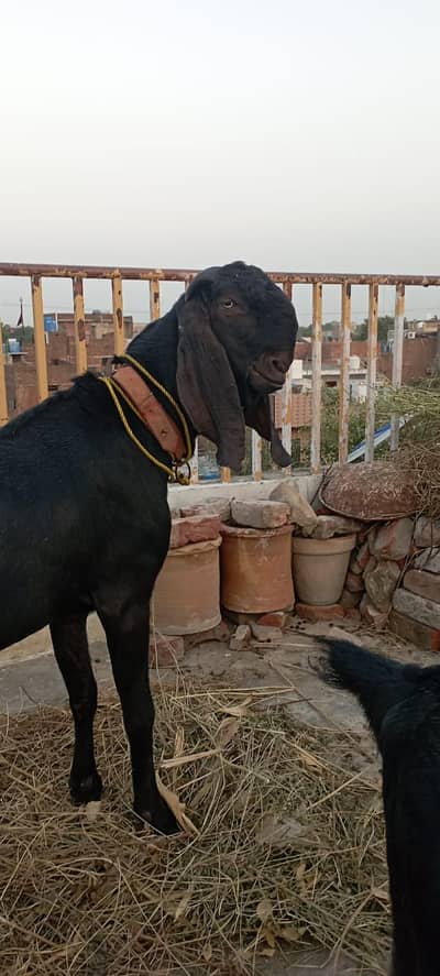 Per Goat Breed 4000 { Contact Only Sim or WhatsApp }