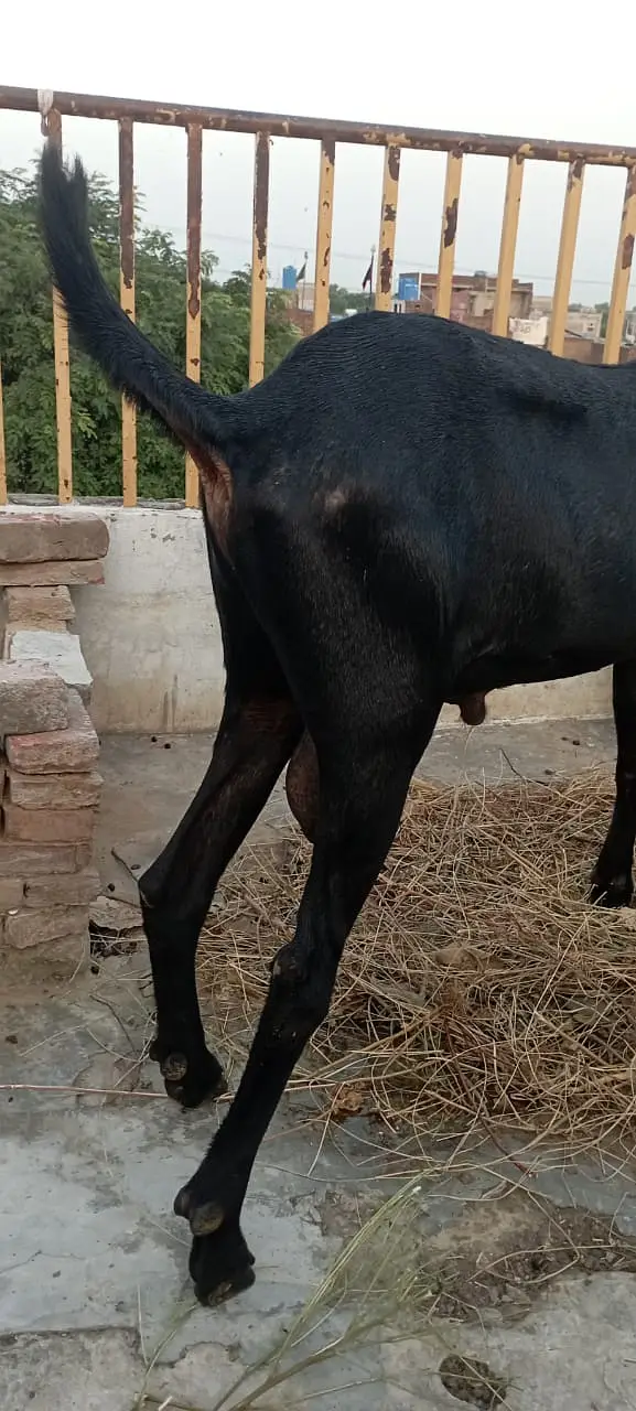 Per Goat Breed 4000 { Contact Only Sim or WhatsApp } — photo 3