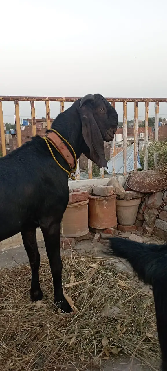 Per Goat Breed 4000 { Contact Only Sim or WhatsApp } — photo 4