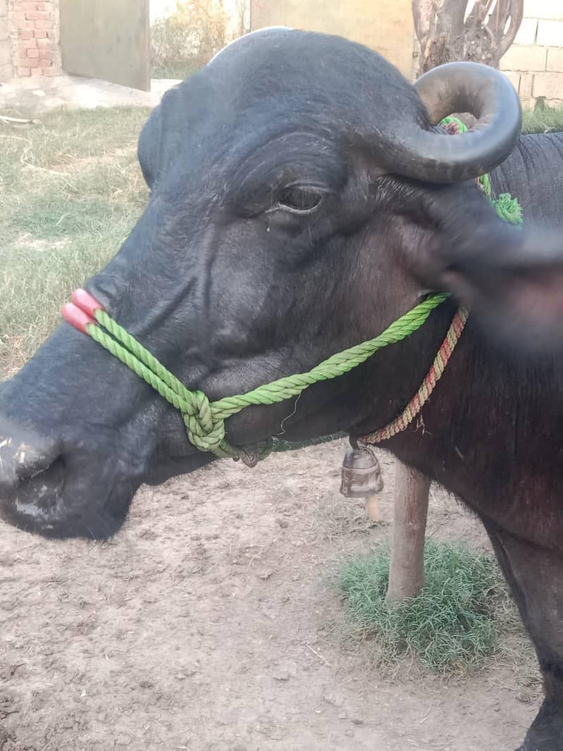 buffalo 4