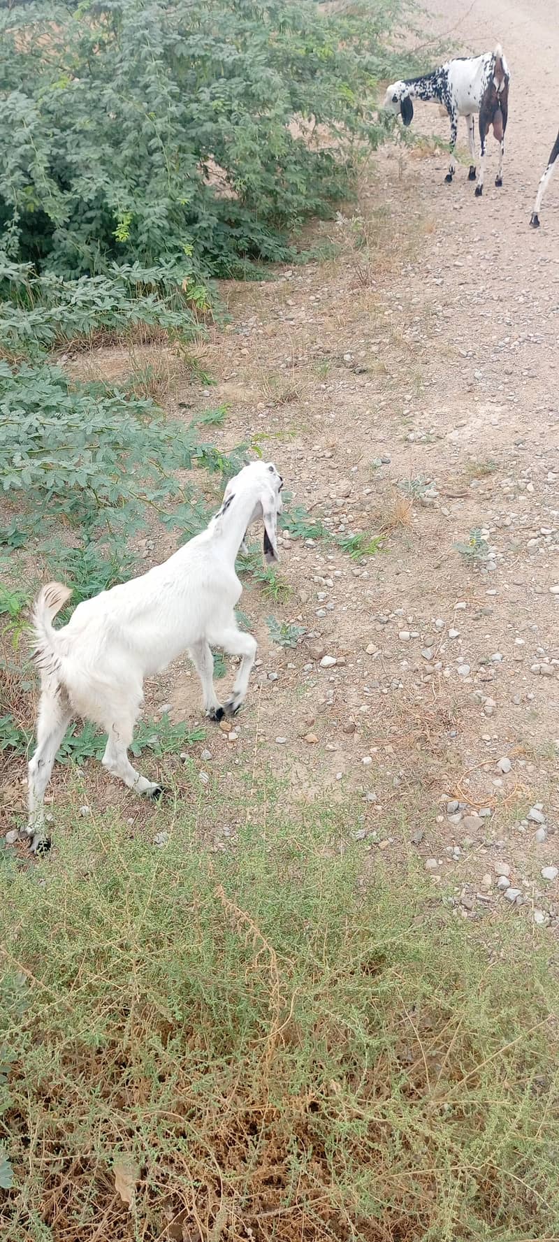 bakriyan 2