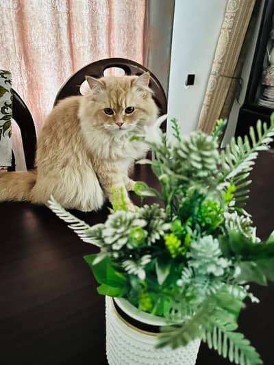 Persian female cat with 1 kitten