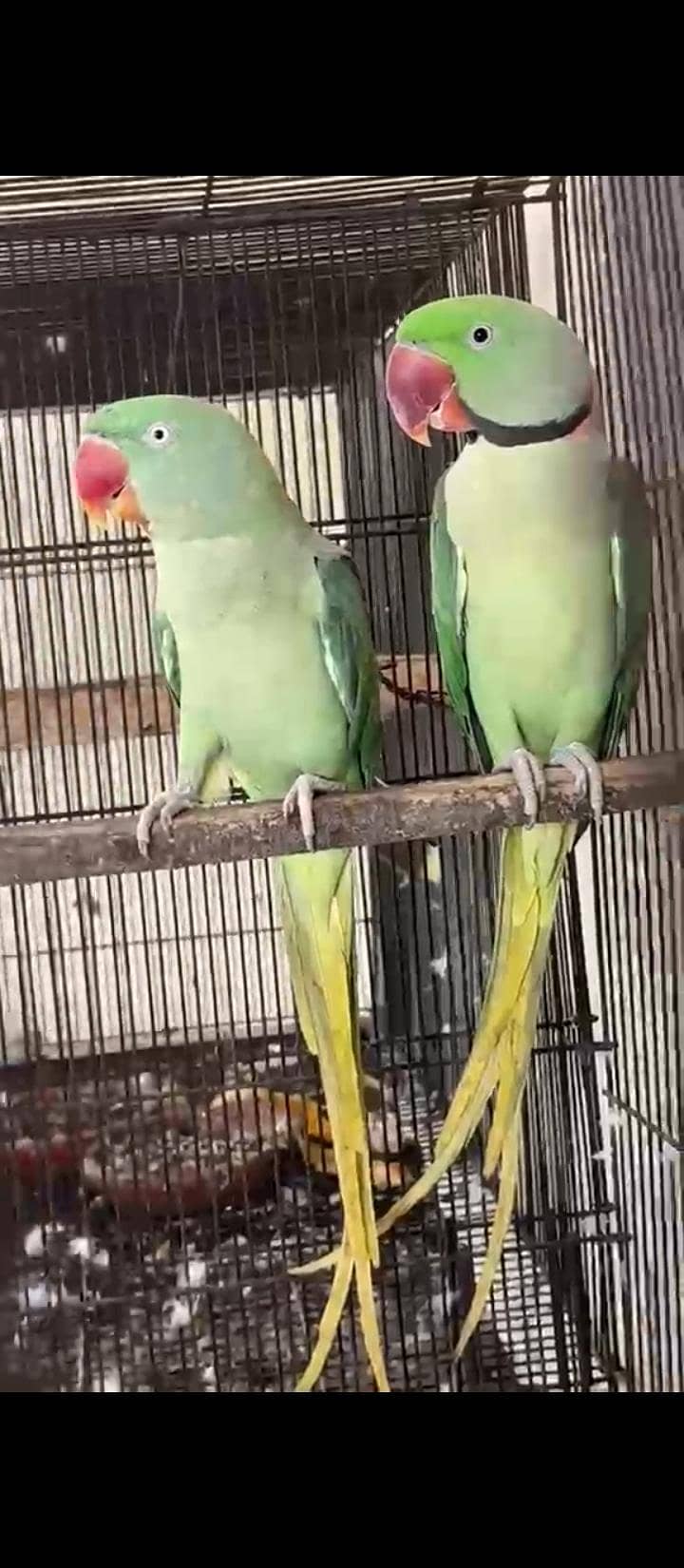 Breeder pair 2
