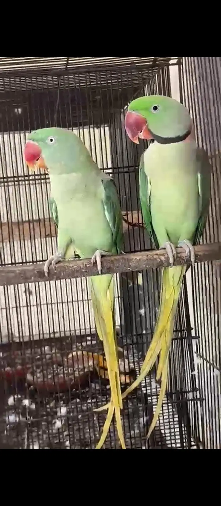 Breeder pair — photo 3