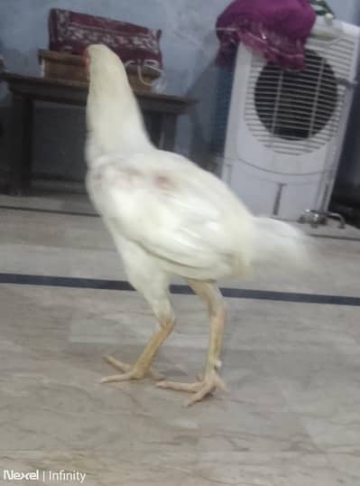 aseel Sindhi