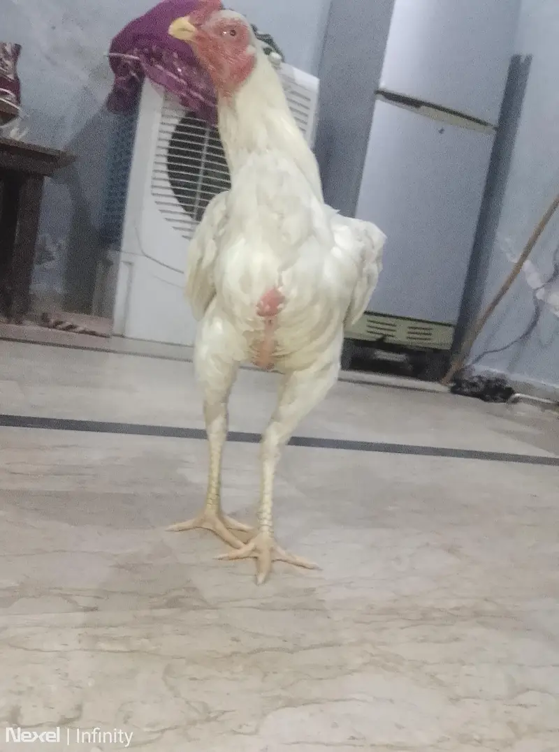 aseel Sindhi — photo 2