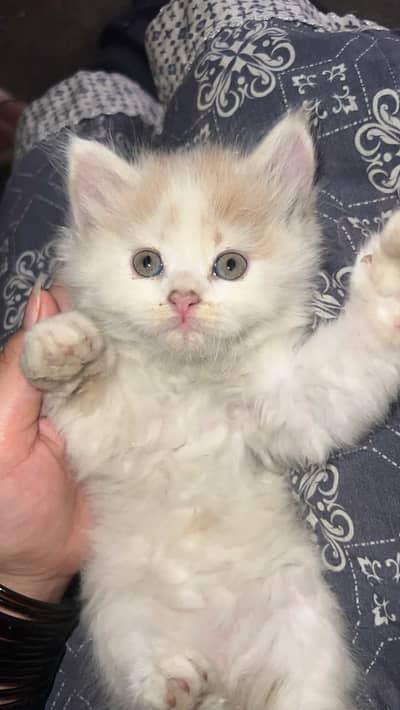  Beautiful Fluffy Persian Kitten for Sale