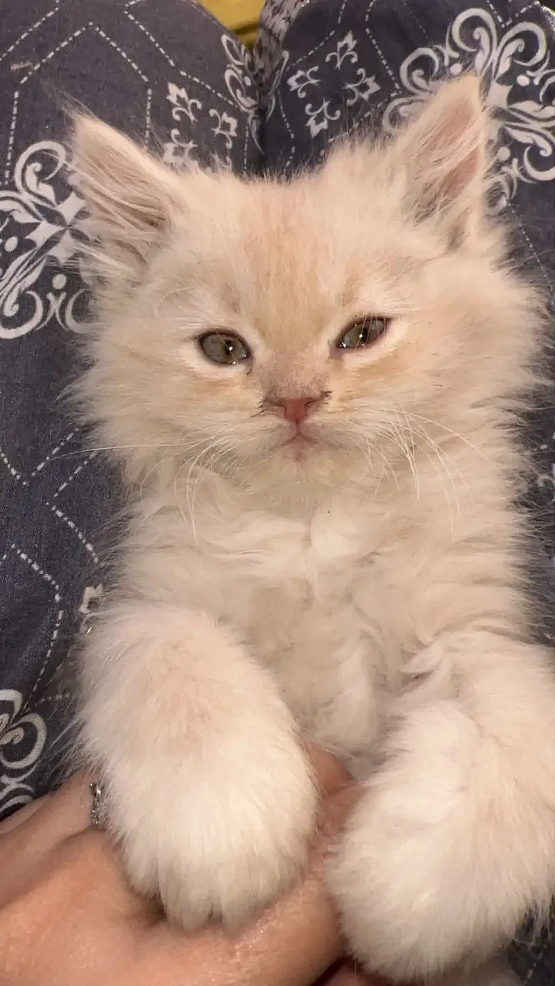  Beautiful Fluffy Persian Kitten for Sale — photo 2