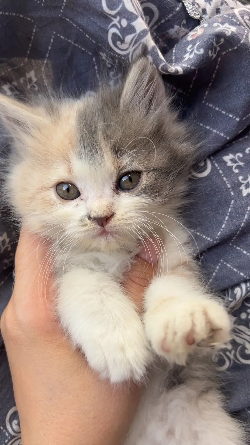  Beautiful Fluffy Persian Kitten for Sale — photo 3