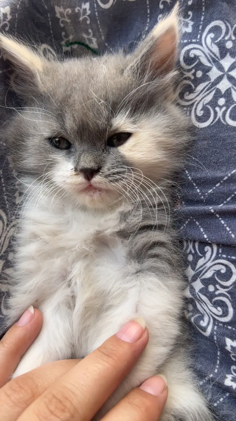  Beautiful Fluffy Persian Kitten for Sale — photo 4