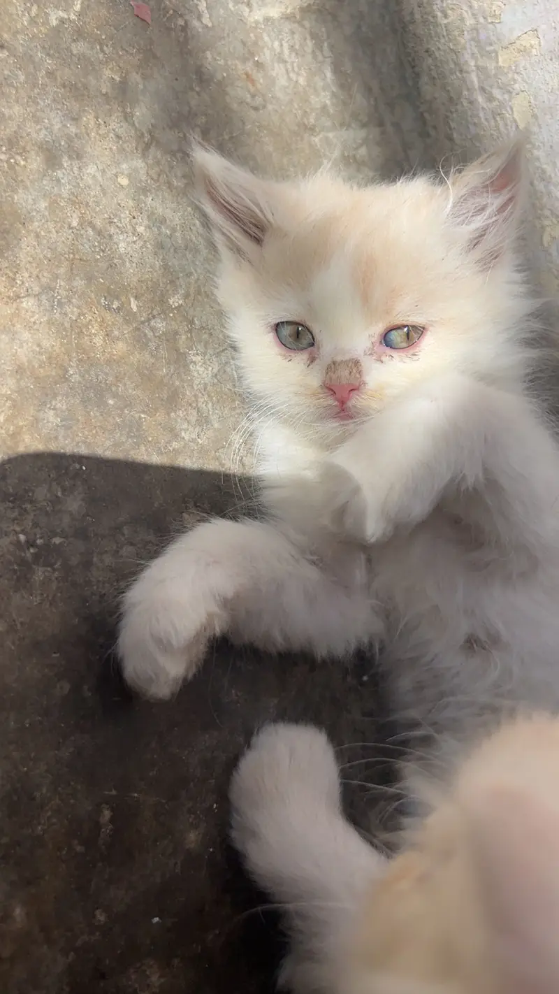  Beautiful Fluffy Persian Kitten for Sale — photo 5